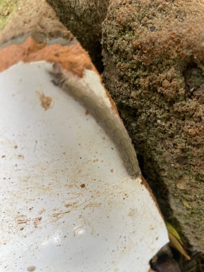 A fuzzy, light gray caterpillar crawls across a piece of broken white ceramic. The ceramic is dirty with brown specks and streaks. Behind the ceramic is a rough, textured, brown and green surface that appears to be dirt or rocks. A few blades of green grass are visible in the background on the right side. The caterpillar is slender and appears to have fine hairs covering its body. The lighting suggests it is daytime, possibly outdoors in a natural setting. No people, text, or specific events are depicted. The location context of Alagba, Nigeria, hints at a rural or natural environment.