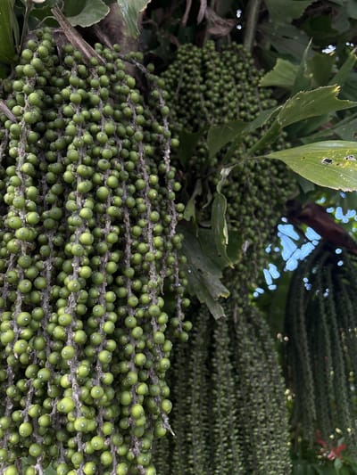 This close-up image shows a cluster of green immature fruit, likely on a palm tree, in Cemagi, Indonesia. The individual fruits are small and spherical, attached to stems forming large, dense bunches. Leaves are also visible, with a small patch of sky in the background.