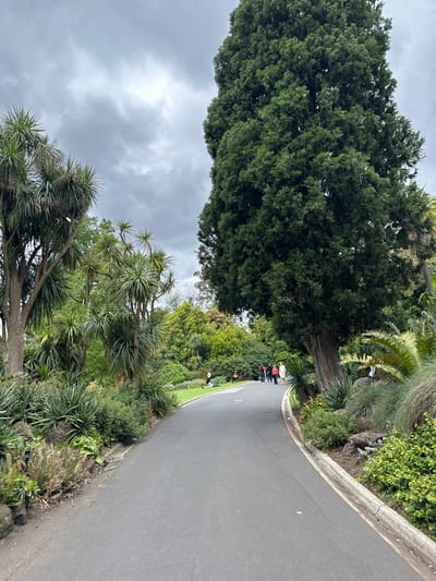 A winding asphalt road cuts through lush greenery, lined by trees and shrubs. A group of people stands on the road in the distance. Above, a dense, tall tree spreads its canopy. Across the frame, a different species of tree, characterized by its spiky, palm-like foliage, extends towards a cloudy sky.