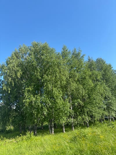 A line of birch trees with lush green foliage stands against a clear blue sky. The trees are on a grassy hill, with tall green grass and scattered yellow wildflowers in the foreground. The image is taken from a low angle, looking up at the trees and sky. The scene appears to be a natural, outdoor setting, possibly a park or a field on the outskirts of a city.