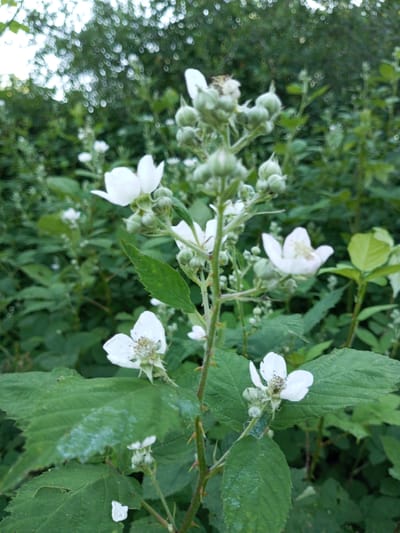 This media file depicts a close-up view of a flowering blackberry bush in a natural setting. The foreground is dominated by large, textured green leaves, some showing signs of white fungal growth. Several delicate white flowers, some fully open and others in bud, are scattered across the frame, primarily on a central stem. The flowers have five petals and prominent stamens. Thorny stems are also visible, characteristic of a blackberry plant. In the background, more foliage creates a dense, green backdrop, with hints of dappled sunlight filtering through. The bokeh effect, visible as circular blurs of light in the upper part of the image, suggests an outdoor scene, possibly a garden or wild area, at an indeterminate time of day, though the lighting appears soft, possibly indicating overcast conditions or early morning/late afternoon. There is no text visible in the image. The setting appears to be a rural or natural landscape in Ukraine, within the Ароматновское сельское поселение. The overall impression is one of the quiet beauty of nature.
