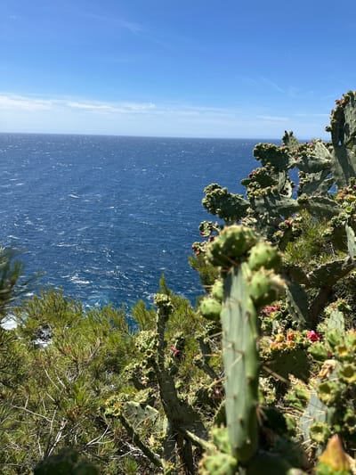 The image shows a view of the Mediterranean Sea under a bright blue sky with wispy clouds. In the foreground, there is a prickly pear cactus with several pads and developing fruit, some of which are a vibrant pink color. To the left of the cactus, there are green pine trees. The sea is a deep blue with visible ripples and whitecaps, suggesting a moderately windy day. The scene is likely captured from a coastal elevation, typical of the landscape found in and around Hyères, France, known for its Mediterranean coastline and vegetation. No people are visible in the image.