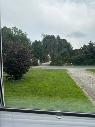 The image shows a view from a window, looking out onto a residential street in Wiesmoor, Germany. In the foreground, there is a well-manicured lawn with a dark-leaved shrub and three white spherical objects at its base. A paved pathway, made of light grey interlocking blocks, runs along the right edge of the lawn. Beyond the lawn, a road is visible, bordered by a dense line of trees. A large, weeping tree with its branches forming an arch over the road is a prominent feature in the midground. In the background, several houses with pitched roofs are nestled among the trees, along with a building that appears to be a garage or storage facility. The sky is overcast with a light grey hue. The scene is one of a suburban environment, with lush greenery and residential architecture.