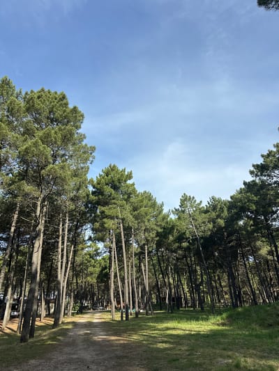The image shows a forest in Donji Štoj, Montenegro. The trees are tall and thin, with green foliage. The sky is blue with some clouds. There is a dirt path visible on the right side of the image. The trees appear to be pine trees. There is grass growing beside the dirt path. In the distance there are benches.