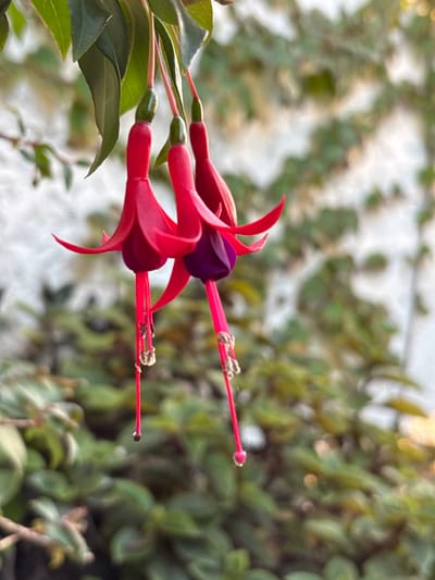 The scene depicts three fuchsia flowers hanging downwards, located in Ciudad de la Costa, Uruguay. Each flower features bright crimson-red sepals and a darker magenta-purple corolla. Long, slender, crimson-red stamens protrude from the corolla, terminating in light-colored anthers, some of which exhibit small white particulates. The flowers are suspended from a stem with visible green leaves at the top left. The background consists of a blurred, light-colored wall partially obscured by out-of-focus green foliage and vines. Additional blurred green foliage occupies the lower portion of the image. The lighting suggests soft, natural light, possibly from late afternoon or early morning. No individuals or discernible actions are present.