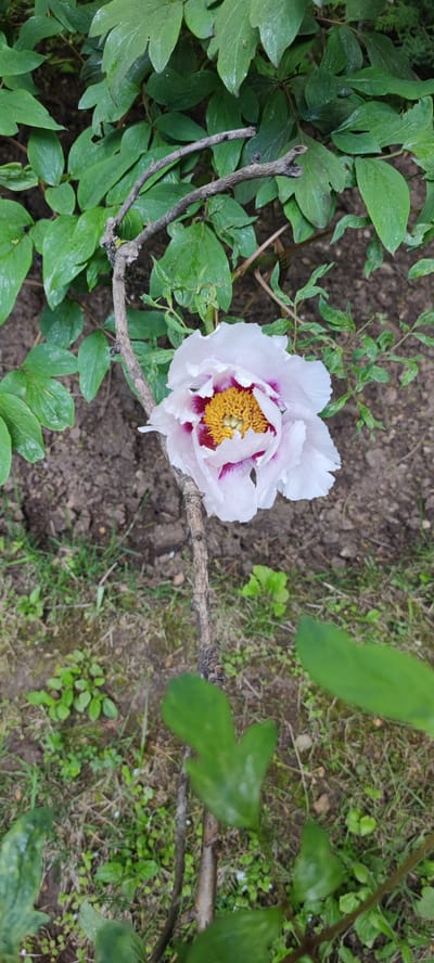 The image shows a single white and purple flower, likely a peony, with a yellow center, supported by a thin, bare branch in a garden setting. The plant is surrounded by green leaves. The ground consists of soil and various small plants, and there's some sparse grass. There's no indication of people or specific interactions. The location is not indicated in the image.