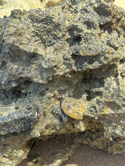 A close-up, overhead shot shows a textured, gray-green, rocky surface. The rock is weathered and porous, with various crevices and indentations. A single, small, oval-shaped shell, predominantly yellow with dark gray markings, rests on the rock face, slightly right of center. Scattered across the rock surface are numerous tiny, dark, conical shells, likely periwinkles. The foreground and background are blurred, suggesting a shallow depth of field, with hints of sand and sparkling water. The scene is consistent with a coastal environment, potentially a tide pool or rocky shore.