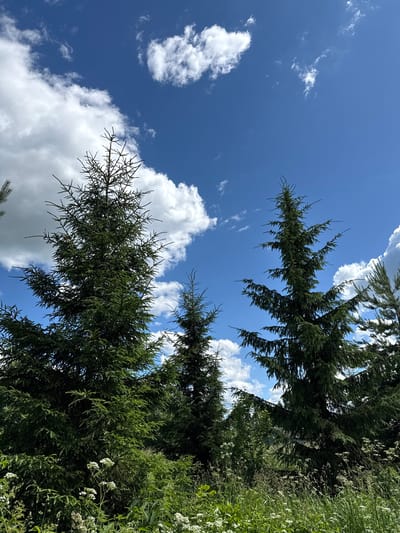 In Tatishchevo, Russia, a group of evergreen trees stands tall against a vibrant blue sky dotted with fluffy white clouds. The trees are lush and green, with branches reaching upwards towards the sky. In the foreground, wildflowers and tall grasses create a verdant carpet. The scene captures the natural beauty of the Russian landscape on a clear day.