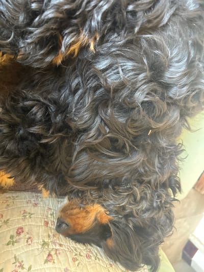 Within the city of Cucuron, France, an overhead view captures a black and tan dog in a state of rest. The dog's curly, medium-length black fur dominates the frame, exhibiting distinct brown/tan markings around its muzzle and a prominent black nose. Its eyes are closed, indicating sleep or deep repose. The dog's head rests upon a quilted surface adorned with a repeating floral pattern of pink roses and green leaves on a light background. To the immediate right of the dog's head, a muted green upholstered surface is partially visible. Small, light-colored fragments of debris are embedded within the dog's dense fur.