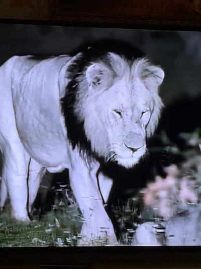 A black and white video captures a close-up of a lion. The lion appears to be lying down, with its head resting on a surface. Its eyes are closed, suggesting it is resting or sleeping. The lion has a prominent mane, which frames its face. The background is dark and somewhat out of focus, with hints of green foliage, possibly indicating an outdoor setting like a savanna or zoo enclosure. The lighting is dim, consistent with low light conditions or a black and white film aesthetic. The image quality is grainy, suggesting it may be an older recording. No people, text, or specific weather conditions are visible. The location context of Tambov, Russia, provides a geographical marker but is not visually evident within the frame itself.
