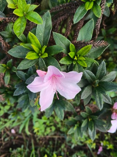 The image displays a close-up, top-down view of a single, light pink azalea flower in full bloom, located in Stueng Saen, Cambodia. The flower presents five distinct, delicate petals, a prominent cluster of numerous pink stamens and a central pistil, and a subtle pattern of darker pink speckles within its throat. To the left of the main flower, a single, unopened light pink bud is visible. The flower and bud are surrounded by an abundance of dark green, ovate leaves, with some brighter green new foliage interspersed. In the background, dark brown, textured branches or stems, possibly from a conifer or dried plant material, are visible among the green leaves. The lower portion of the scene reveals blurred green ground cover and darker soil. A partial view of another light pink flower or bud is present in the lower right quadrant. No individuals, specific actions, or interactions are present in the scene.
