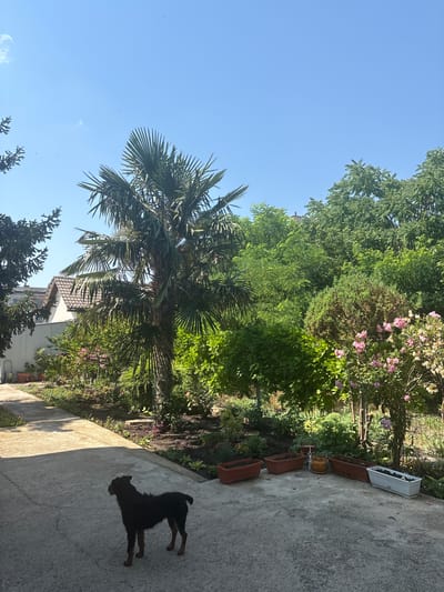 The image depicts an outdoor scene in what appears to be a backyard or garden area on a sunny day. A small, dark-colored dog is standing on a concrete patio in the foreground, looking to the right. Behind the dog, the ground slopes down into a lush garden filled with various types of green foliage and some flowering plants with pink blossoms. A tall palm tree with broad fronds is a prominent feature in the middle ground, casting shadows. Further back, a house with a tiled roof is partially visible amidst the trees. Along the edge of the patio, several terracotta planters and one white planter are arranged, some appearing to contain plants or soil. The sky is a clear, bright blue, suggesting good weather, and the sunlight indicates it is daytime, likely late morning or afternoon given the shadows. The overall impression is one of a tranquil, residential setting. There is no visible text in the image.