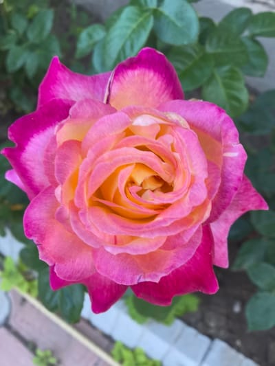 This is a close-up, high-angle, vertical shot of a bi-colored rose bloom. The rose has a spiral-like formation of petals, with the inner petals being a vibrant yellow-orange and the outer petals transitioning to shades of pink and fuchsia, with the very edges being a deep magenta. The petals are delicate and have a slightly ruffled texture.

The rose is set against a blurred background of green foliage, suggesting it is outdoors in a garden or natural setting. In the lower portion of the image, a blurred border of light-colored bricks and some green plants can be seen, further indicating an outdoor environment.

There are no people visible in the image. The focus is entirely on the intricate beauty of the rose. The lighting appears to be natural daylight, casting soft shadows and highlighting the subtle variations in color of the petals. The overall impression is one of natural beauty and floral detail. No text is visible in the image. The context of Taldykorgan, Kazakhstan, places this scene in Central Asia.