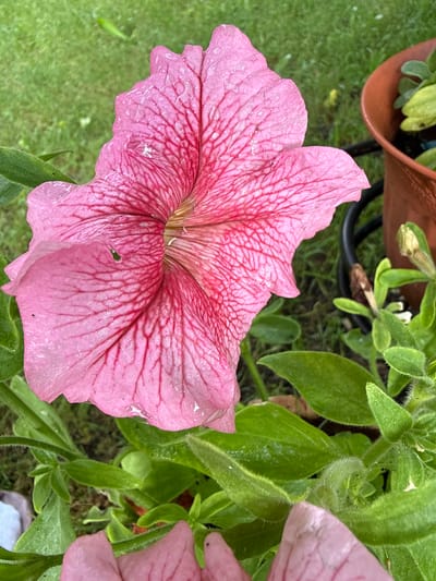 The image depicts a close-up view of a vibrant pink petunia flower with delicate red veins, glistening with water droplets, suggesting it may have recently rained or been watered. The flower's petals are wide and ruffled, showcasing intricate patterns. In the background, lush green grass is visible, interspersed with a few fallen water droplets or light debris. To the right, a brown terracotta pot is partially visible, containing green foliage and a closed flower bud. A black hose or cable runs behind the pot. The image's focus is on the detail and texture of the petunia, with the surrounding elements providing context. The scene is set outdoors, in a garden or natural environment, potentially in Kandry, Russia, given the prompt's specification, though the image itself does not contain explicit location markers. There are no people or animals present in the frame.