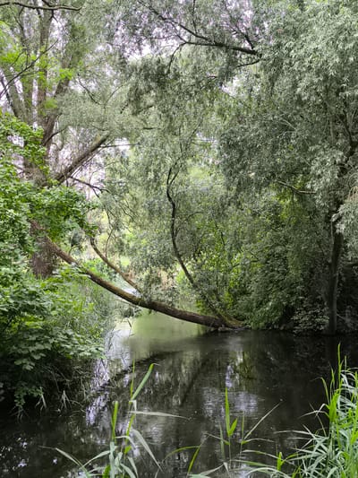 The image displays a tranquil, densely vegetated waterway located within the city of Alkmaar, Netherlands. A dark body of water, likely a canal or small river, occupies the lower half of the frame and extends into the midground, reflecting the surrounding foliage and sky with subtle ripples on its surface. A substantial tree trunk, covered in moss, lies diagonally across the water, originating from the dense vegetation on the left bank and extending partially submerged towards the right bank. Both banks are heavily overgrown with lush green deciduous trees and bushes. Prominent in the upper and mid-sections are trees exhibiting a mix of vibrant green and lighter, silvery-green foliage, indicating species such as willow. In the immediate foreground, on the bottom right, several bright green reeds emerge from the water. Patches of light, possibly an overcast sky, are visible through the tree canopy. The scene is devoid of people, animals, or man-made structures, presenting an undisturbed natural environment under diffused light.