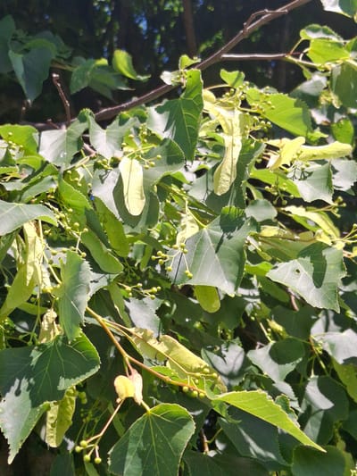 The image is a close-up, eye-level shot of linden tree foliage with developing seed pods and small green buds. The leaves are predominantly green, with some appearing lighter green or yellowish, suggesting they might be younger or affected by sunlight. The seed pods are elongated and papery, and the buds are small and spherical. The branches are thin and brown. The background consists of darker green foliage and out-of-focus branches, with hints of blue sky peeking through. The lighting suggests it is daytime with sunlight filtering through the leaves, creating shadows. The setting is outdoors, within a natural environment, consistent with a park or wooded area in Дубровенскі сельскі Савет, Belarus. There are no people or animals visible in the image.