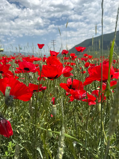 A low-angle, medium shot captures a vibrant field of red poppies in Jrashen, Armenia, under a partly cloudy sky. The poppies, with their bright scarlet petals and dark centers, dominate the foreground, some in sharp focus and others slightly blurred. Interspersed among the flowers are tall green stalks of grass and some seed pods. In the background, a gentle, tree-covered slope rises against a backdrop of scattered white clouds against a pale blue sky. Power lines and a distant hill are visible, suggesting a rural or semi-rural setting. The overall impression is one of natural beauty and a tranquil outdoor scene.