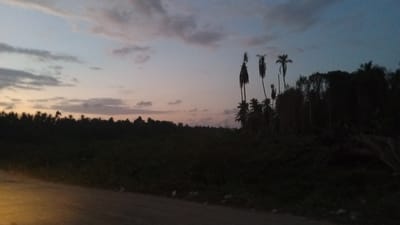 The image depicts a twilight scene in Awegeutahpaya, Indonesia, characterized by a dusky sky transitioning from pale orange and pink hues near the horizon to a deep blue overhead. Several tall palm trees, silhouetted against the fading light, are scattered across the landscape. The foreground features a dark, dense vegetation, likely a forest or thicket, with some fallen branches visible. A dirt or gravel road runs along the bottom left of the frame, with a faint yellow glow suggesting an artificial light source or reflection. The overall atmosphere is serene and natural, capturing the quiet transition from day to night in a tropical environment. No people or specific actions are discernable in the image.