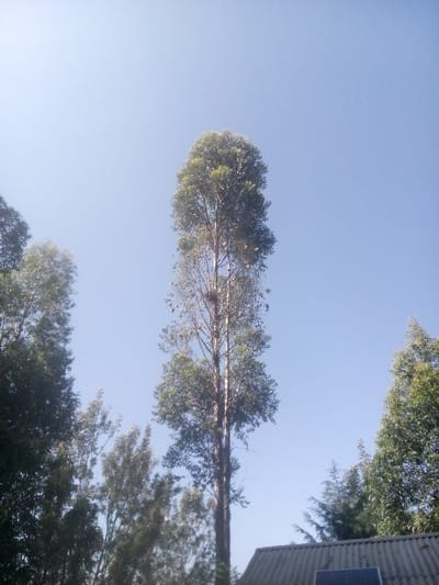 A tall, straight tree reaches towards a clear, bright blue sky. Sparse foliage clusters at the top and middle, revealing the trunk. Surrounding the central tree are other trees of varying heights and densities, creating a partial frame. The edge of a building with a gray roof and a solar panel is visible at the bottom, adding a hint of human presence within the natural scenery.