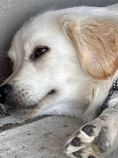 The image shows a close-up, overhead view of a dog lying down outdoors. The dog has white fur with some light brown markings on its ear. Its eye is dark brown and appears to be looking slightly to the left. The dog's nose is dark and wet, and there are hints of darker fur around its muzzle. One of the dog's paws is visible on the right side of the image, showing dark paw pads. The dog appears to be resting on a textured surface, possibly concrete or stone, with some visible cracks and variations in color. The lighting suggests it is daytime, likely outdoors. There is a black and white patterned collar visible near the dog's head, but no text is present. The overall mood is relaxed, with the dog appearing comfortable and at ease. The scene is set in Александровка, Russia, but there are no specific visual cues in the image to confirm this location beyond the provided context.