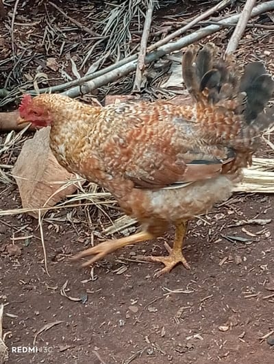 This image, captured in Nkomo ward, Kenya, depicts a single domestic chicken in motion on reddish-brown soil. The chicken features mottled plumage composed of reddish-brown, brown, and light beige feathers, with darker brown tail feathers. A red comb and wattle are visible on its head. Its yellowish right leg is lifted and slightly blurred, indicating movement, while the left leg is planted firmly on the ground. The environment consists of loose dirt scattered with organic debris, including dried leaves, twigs, straw-like material, and a broken piece of dried coconut husk near the chicken's foreground. Sparse, dry vegetation and fallen branches are visible in the background. The image was captured with a device identified as "REDMI 13C."