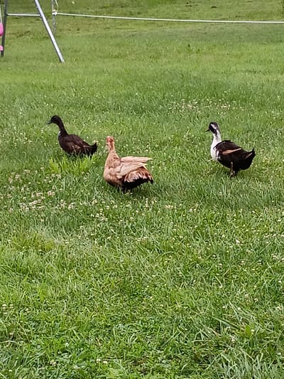 Three ducks are standing in a grassy field. One duck is black and is on the left of the image. Another duck is light brown and is in the center of the image. The third duck is black and white and is on the right of the image. The field is green and has small white flowers. There is a white pole with a rope attached to it in the background. This appears to be a suburban or rural setting in Lawrenceburg, United States.