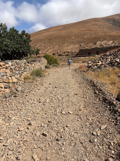 An adult male, seen from behind, walks along a wide, unpaved, gravel and rock-strewn path in a dry, mountainous landscape near Pájara, Spain. He wears a light blue or grey short-sleeved shirt, light-colored shorts, white shoes, and a light-colored baseball cap, with his left arm slightly bent at the elbow. The path, composed of numerous angular and rounded stones ranging from small pebbles to hand-sized rocks, leads uphill and gently curves to the right, receding into the distance.
To the left of the path, a meticulously constructed dry-stone wall, built from variegated light and dark brown rocks, parallels the walkway, curving out of frame. Behind this wall, a large, dense, green-leaved tree (likely a fig tree) occupies the left foreground and midground, with smaller green shrubs visible near the wall.
To the right of the path, a bank of loose rocks and dry, yellowish scrub vegetation lines the immediate edge. Further up the gentle slope on the right, a low, elongated stone building with at least three rectangular dark openings, resembling doorways or windows, is visible. This structure is also built with similar dry-stone construction.
The background is dominated by a vast, barren, light brown to reddish-brown mountain or hill, characterized by a rugged, rocky surface and sparse, dry vegetation, indicative of an arid environment. The sky above is blue with scattered white cumulus clouds. The scene is illuminated by strong natural sunlight, casting distinct shadows.