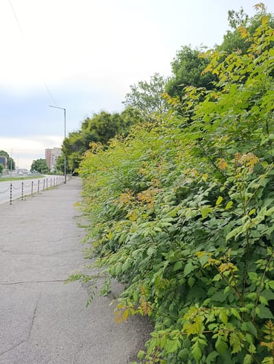 The image captures a street scene in Razgrad, Bulgaria. A paved sidewalk runs along the right side of the frame, bordered by a dense hedge of green foliage. Beyond the hedge, a street with light traffic is visible, with a row of metal bollards and chains separating the sidewalk from the road. A street lamp stands on the sidewalk further down the street. In the background, buildings and trees line the opposite side of the road. The sky is overcast with a hazy white hue. The overall impression is of an urban environment with well-maintained greenery along a pedestrian pathway.