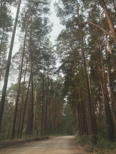 The image depicts a dirt road winding through a dense pine forest. Tall, slender pine trees with dark bark and green needles line both sides of the road, their canopies creating a natural archway overhead. The ground of the road is a light brown, dusty color, with scattered gravel. The lighting suggests it is either early morning or late afternoon, with sunlight filtering through the trees, casting long shadows. The sky above is overcast and light gray. The environment appears to be a rural or natural setting, consistent with the location of Bibikha, Russia, which is known for its forests and natural landscapes. There are no people or animals visible in the image, and no specific objects or actions are taking place. The scene is serene and quiet, dominated by the natural elements of the forest and the road.