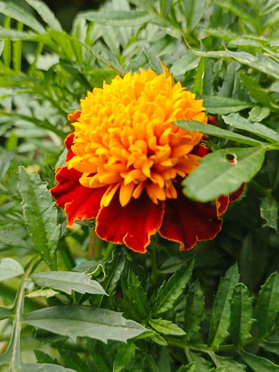 A close-up, eye-level, vertical shot captures a single marigold flower amidst lush green foliage. The flower displays a vibrant gradient, transitioning from bright yellow petals at the center to deep red outer petals. The surrounding leaves are a rich green and appear slightly damp. The lighting is soft and diffused, suggesting an overcast day or shaded conditions. No people are present in the image. The scene is devoid of any urban elements or clear geographical markers that would specifically place it in Zlatoust, Russia, or any other city. The focus is entirely on the natural beauty of the flower and its immediate environment.