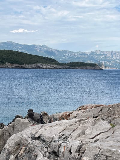 The image shows a rocky coastline with two pigeons perched on the rocks in the foreground. The sea is a vibrant blue, and in the background, there are green hills and distant mountains. The sky is partly cloudy with a muted blue hue. The scene appears to be a natural landscape, possibly a coastal area in Dubraljevina, Montenegro, given the geographical context.