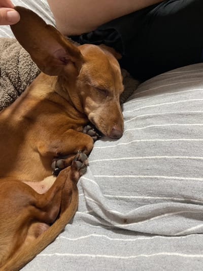 A brown dachshund sleeps curled up on a grey and white striped surface. A person's finger is visible touching the dog's ear. The background consists of dark fabric and a textured brown blanket. The scene is indoors, likely a domestic setting.