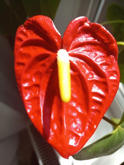 A close-up, top-down shot of a bright red anthurium flower with a yellow spadix is featured. The flower's waxy, heart-shaped spathe displays prominent veins and highlights from the light. A delicate strand of spider silk is visible near the top edge of the spathe. In the background, blurred green leaves of the plant are present, along with the suggestion of a windowsill and possibly a radiator. The image was taken in Kenjekol, Kazakhstan.
