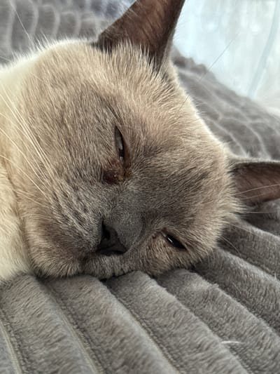 A close-up, eye-level, indoor shot shows a sleeping Siamese cat lying on a plush, grey, ridged blanket. The cat's face is in profile, with its head resting on its paws. The cat's fur is a mix of cream and grey, with dark brown ears and dark brown markings around its eyes. One eye is partially open, revealing a dark pupil. The image is brightly lit, casting soft shadows. The scene is tranquil and intimate. The cat is not associated with any specific location in the city of Slonim, Belarus.