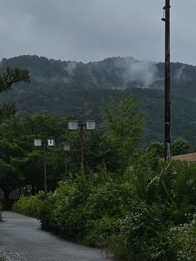 This image depicts a verdant, mountainous landscape in Kyoto, Japan, under an overcast and misty sky. The scene is likely a park or public pathway.

In the background, a range of dark green, densely forested mountains is visible, partially enveloped by patches of white, low-hanging mist or clouds. The sky above is a uniform grey.

The mid-ground features dense green foliage composed of various trees and bushes. Several dark poles with square, metallic floodlights are interspersed among the greenery. One of the central floodlights exhibits a dark, elongated insect, consistent with a large beetle or cicada, clinging to its underside. To the right, a tall, dark wooden utility pole stands prominently, marked with vertical white streaks on its lower section and equipped with some apparatus near its top. A light-green deciduous tree with distinctive fan-shaped leaves is situated to the left of this pole, while a darker green coniferous tree branch extends into the frame from the upper left.

The foreground consists of a paved pathway made of grey rectangular pavers, curving from the lower right towards the lower left. The path is flanked by abundant, lush green bushes, ferns, and smaller plants. Small white wildflowers or weeds are visible along the immediate edge of the path in the lower-left corner. No people or other animals are present in the scene.