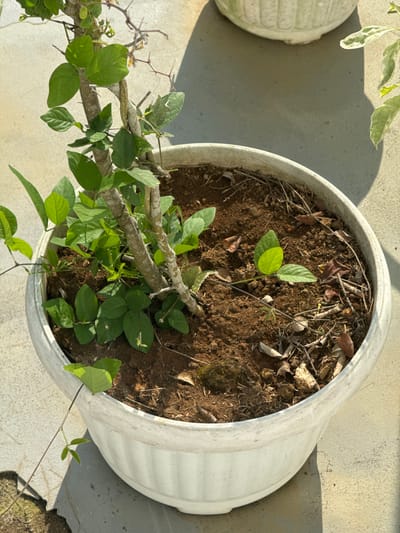 This media file captures an overhead view of a white planter pot filled with soil and a plant. The plant features green leaves and branches, some of which have sharp thorns. The pot is situated outdoors on a concrete surface, with shadows suggesting it is daytime and sunny. Another similar planter is partially visible to the left. The scene appears to be in a residential or garden area, possibly in Tanjungmeru, Indonesia, given the context. No people or text are visible in the image.