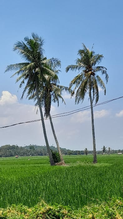This vertical outdoor photograph presents a sunlit rural landscape in Meunasahkrueng, Indonesia, under a bright blue sky with scattered white cumulus clouds. The foreground and midground are characterized by extensive, vivid green rice paddies containing densely cultivated, mature rice plants. Three tall coconut palm trees with slender, light gray trunks are prominent in the midground: two are closely grouped on the left, with one leaning, while a third stands upright to the right. All display healthy green fronds at their crowns, with some visible coconuts. Two dark utility lines extend horizontally across the mid-distance, passing between the palm trees. The far background features a low, tree-covered hill on the left, with additional distant palm trees and faint outlines of two small, dark-roofed structures, likely agricultural huts, dispersed across the landscape. No individuals, animals, or specific actions are discernible within the scene.