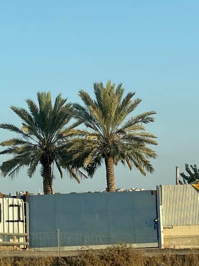The image depicts an outdoor scene in Kafr Kasim, Israel, under a clear, light blue sky. Two mature date palm trees (Phoenix dactylifera) with thick, textured trunks and dense crowns of green-to-olive fronds dominate the midground. The tree on the left is slightly shorter than the one on the right. Below the palm trees, a multi-panel barrier separates the foreground from the background. This barrier includes a large, dark blue solid metal gate positioned centrally, featuring a visible handle/latch mechanism on its right edge. To the immediate left of the blue gate is a white corrugated metal panel with two dark hinges on its left side. To the right of the blue gate, another section of white corrugated metal fencing is present, behind which a dark, cylindrical vent pipe extends vertically above the fence line, partially obscured by the right palm tree. The immediate foreground consists of dry, light brown ground cover, with a thin dark vertical pole located in the lower center, in front of the blue gate. In the distant background, visible above the barrier and between and behind the palm trees, are numerous white, flat-roofed buildings consistent with an urban settlement. A faint structure resembling a minaret is discernable behind the upper left portion of the left palm tree. No individuals or active subjects are visible in the scene.