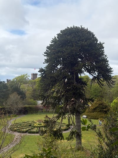 The image shows a garden scene in Dunvegan, United Kingdom. In the foreground, a large monkey puzzle tree dominates the frame, with its distinctive dark green foliage and thick trunk. A path leads through the garden, with manicured hedges, flower beds, and a grassy lawn. In the background, a castle with a flag flying atop one of its towers is visible through the trees. The sky is overcast with white and blue clouds.