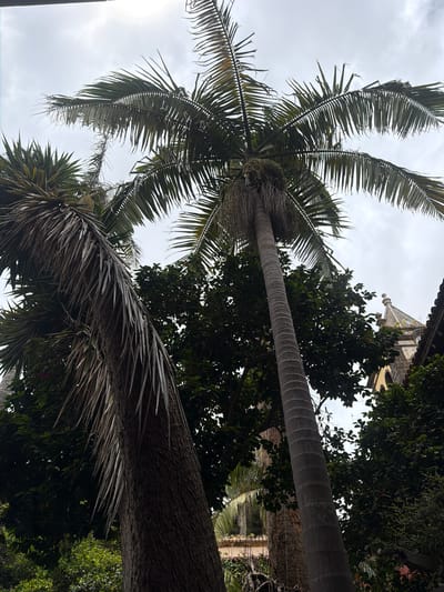This is a vertically oriented photograph taken from a low angle looking up at palm trees and surrounding foliage against an overcast sky. The foreground features the trunks and fronds of two large palm trees. The fronds are a dark green and appear somewhat dry and weathered, with many individual leaflets drooping. The trunks are textured with horizontal rings. In the background, dense green foliage from other trees is visible, and peeking through the greenery is a portion of a building with a tiled roof and an ornate, pointed architectural feature that resembles a spire or turret. The sky is uniformly grey and cloudy, suggesting it is daytime, possibly late afternoon, with no direct sunlight. The overall impression is one of lush, tropical vegetation within an urban or semi-urban environment, given the presence of the building. The scene is peaceful and natural, with no people or specific activities depicted. There is no visible text in the image. The location context of San Cristóbal De La Laguna, Spain, points to a place with a subtropical climate where such vegetation would be common.