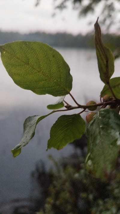 The image shows a close-up view of a branch with green leaves and small, round fruits. The background is blurred, showing a body of water and trees on the far bank, possibly indicating a natural setting near Tarasovskoe, Russia. The lighting suggests it might be early morning or late evening, given the soft, diffused light. The focus is on the branch and its foliage, with the environment serving as a subdued backdrop.