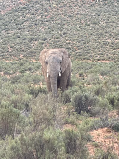 An African elephant stands prominently in a natural, bushy landscape, captured in a full-length, slightly elevated shot. The elephant, which appears to be greyish-brown with textured, wrinkled skin, is positioned slightly off-center to the right. Its trunk is lowered towards dense green vegetation, suggesting it might be grazing or browsing. Two visible tusks, one more prominent than the other, protrude from its face. Its eye is visible, and one large ear is partially obscured by its body and the surrounding foliage.
The background consists of extensive, undulating terrain covered in dense, low-lying green and grey-green scrub or bushland, characteristic of a savanna or semi-arid region. Patches of reddish-brown earth or rock are visible between the vegetation, particularly towards the upper right and in the distant background, indicating dry conditions. The lighting is soft and natural, suggesting it is daytime, possibly late morning or afternoon, with no harsh shadows visible. The overall scene conveys a calm, natural environment, likely within a wildlife area. No human subjects or text are visible in the image. The setting aligns with the provided context of Witzenberg Local Municipality, South Africa.