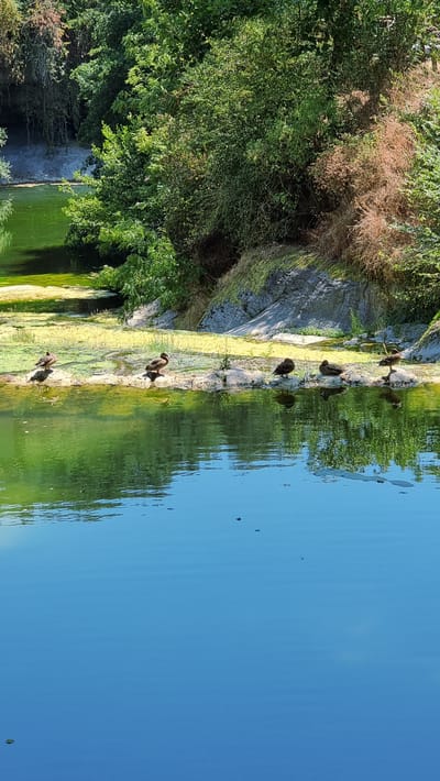 Five ducks are resting on a rocky shoreline adjacent to a body of water. The water is a vibrant blue and reflects the surrounding greenery. The shoreline itself is lined with rocks and patches of yellow algae or aquatic plants. Behind the shoreline, dense green foliage and some dry, brush-like vegetation are visible, with hints of grey rock formations. The image appears to be taken in a natural outdoor setting, possibly a park or a pond within a natural landscape. The presence of lush vegetation and the clear blue water suggests a temperate climate. There are no people or man-made structures clearly visible in the frame.