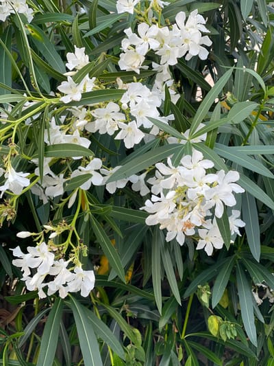 A close-up, eye-level shot captures a cluster of white oleander flowers with their long, slender green leaves. The flowers are in various stages of bloom, with some fully open and others in bud. The background is a dense foliage of oleander leaves. The image is lit by natural daylight, casting soft shadows. The scene is likely in the Sithonia Municipal Unit, Greece, a region known for its Mediterranean vegetation and coastal scenery. No people or animals are visible.