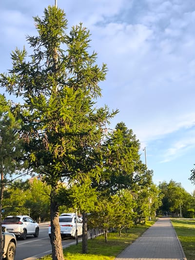 The image depicts a paved pedestrian walkway alongside a road, bordered by trees and grassy areas. Several cars are visible on the road, including white SUVs and sedans. In the background, buildings and more trees suggest an urban or suburban setting. The sky is blue with scattered clouds, indicating fair weather during daytime. The sunlight suggests it is either morning or late afternoon. The scene appears peaceful and ordinary, with no specific event or activity clearly taking place beyond people walking in the distance on the walkway and cars driving on the road. The location is identified as Kostanay, Kazakhstan. There are no discernible emotions conveyed by the scene. Some text is visible on license plates of the cars, such as "844 JR 10" and "010".