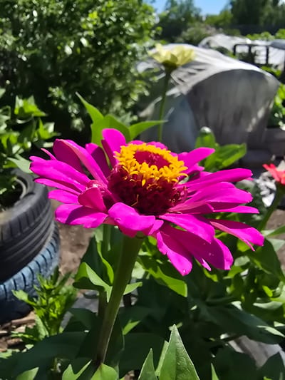 A close-up, vertical shot captures a vibrant, fully bloomed pink zinnia flower with a bright yellow center. The zinnia is in focus, its petals fanned out and slightly curled. In the background, blurred foliage and a light-colored object, possibly a covered garden bed or structure, are visible under a clear blue sky. To the left of the zinnia, a portion of a black tire is visible. The scene appears to be an outdoor garden in the city of Ермолаево, Russia.