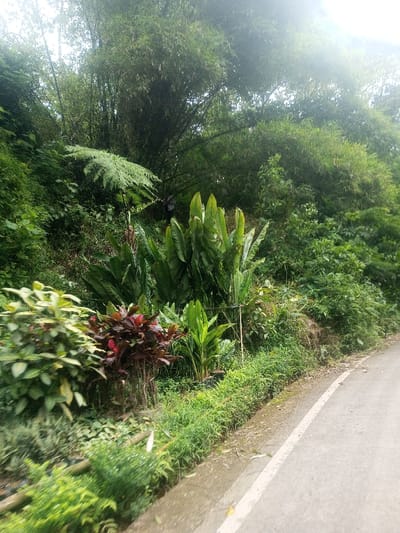 The image displays a section of a paved road bordered by dense, verdant vegetation in Sarwahi Mal., India. The road, visible on the right, is grey and appears damp, featuring a solid white line painted along its edge. To the left of the road, an upward-sloping embankment is covered in layers of plant life.
In the immediate foreground, a row of cultivated plants includes broad-leafed green specimens and shrubs with dark red and green foliage, some contained within black nursery pots and supported by thin wooden stakes. Behind these, the vegetation becomes denser and wilder, featuring various green shrubs and a prominent large-fronded fern in the mid-ground. Further back and higher up, a dense grove of bamboo trees dominates the background, their light green stalks and foliage forming a thick canopy.
A single individual, dressed in dark clothing, is partially visible within the dense foliage in the mid-background, positioned behind the large fern and amidst the bamboo growth. The upper portion of the scene shows a bright, diffused light source, indicating an overcast sky or filtered sunlight through the tree canopy.