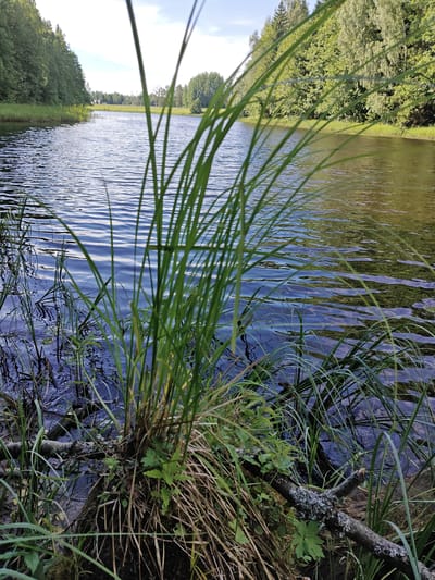 A low-angle, full shot captures a serene natural scene by a body of water in Raudoja, Estonia. In the foreground, tall green grass and reeds grow along the muddy bank, with a fallen, moss-covered branch resting horizontally across the lower portion of the frame. The water, rippling and reflecting the sky and surrounding trees, fills the majority of the image. The background reveals a lush, tree-lined shore extending into the distance, with a bright, partly cloudy sky overhead. No people or animals are visible in the scene.