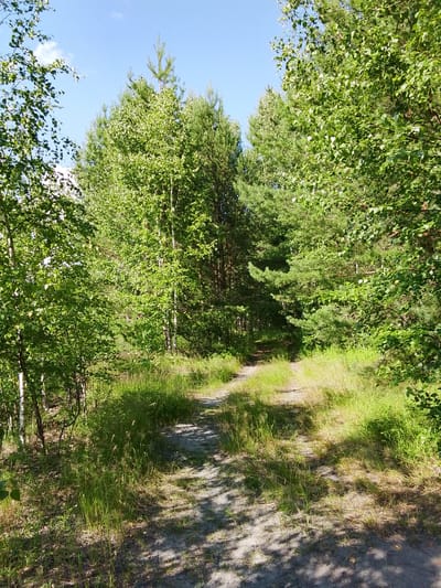 The image shows a dirt road winding through a forest. The trees are predominantly deciduous, with a mix of birch and other leafy varieties, interspersed with pine trees. Lush green grass and foliage line the sides of the road, with dappled sunlight filtering through the canopy. The sky is a clear, bright blue with a few wispy white clouds. The scene appears to be set in a natural, undeveloped area, possibly on the outskirts of a settlement. Without further information, it is impossible to confirm or deny the location as 1-Go Maya, Russia. There are no people or animals visible in the image.