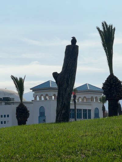 The image shows a scene in M'Diq, Morocco. The foreground consists of green grass covering the ground. A weathered wooden post with a bird perched on top is in the midground. Behind the post, there is a white building with a blue-tiled roof. Palm trees are visible flanking the building. The sky is light blue with faint clouds.